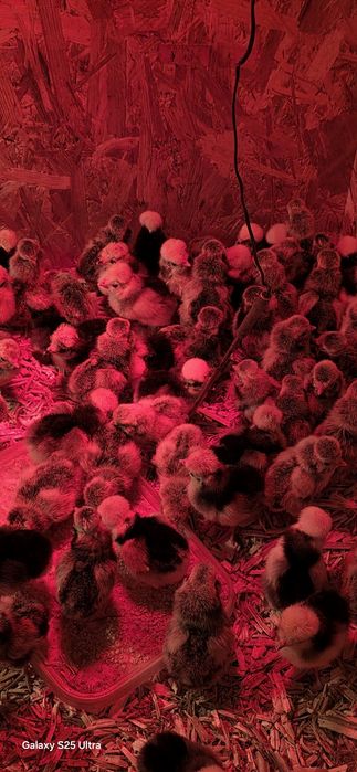 Kurczaki silki i białoczuby