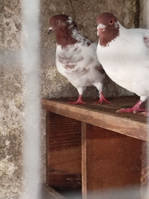 Pombos 10 euro casal