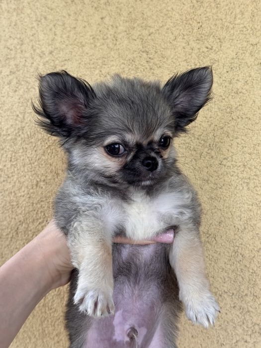 Pies rasowy Chihuahua
