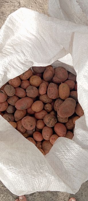Продам дрібну картоплю