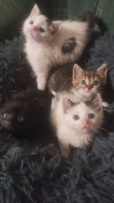 Котята за дякую !