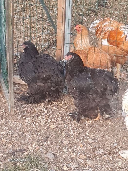 Galinhas e galos  Brahma