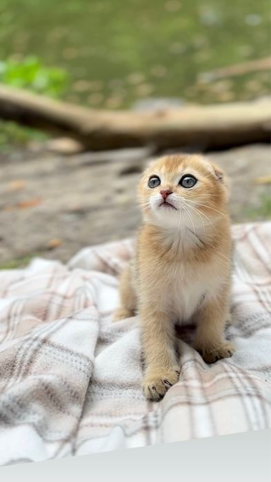 Scottish Fold плюшеві кошенята золота шиншила