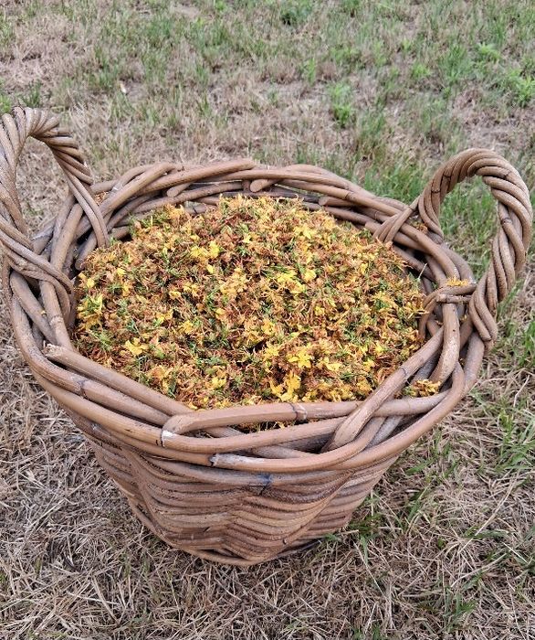 Dziurawiec suszony kwiat