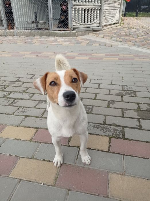 Щенята Джек Рассел