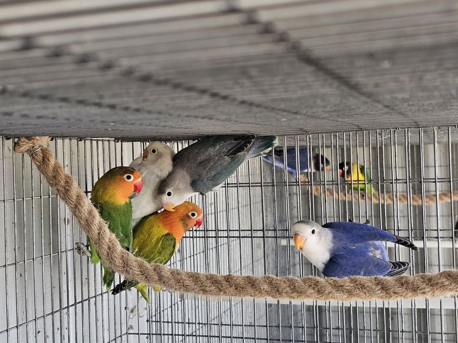 agapornis ficher e personatas