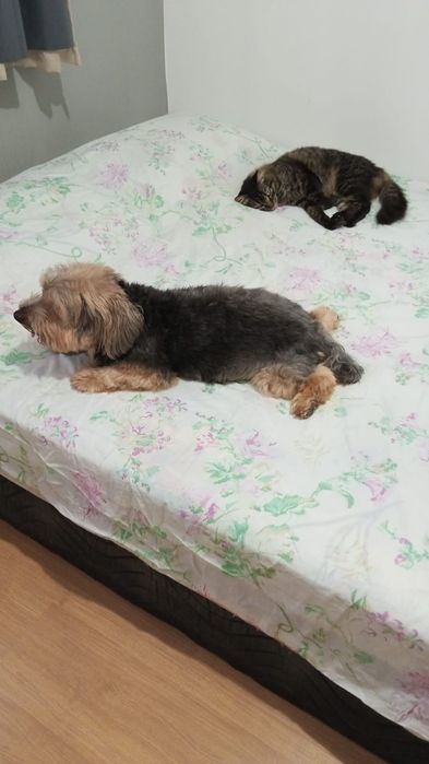 Cuidadora de gatos e cachorros (Cat and Dog)