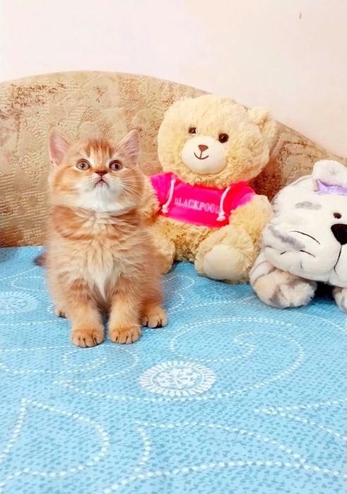 Щокастий шотландський хлопчик чекає Вас