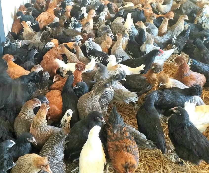 Kury nioski,wszystkie kolory+czubatki,tęczówki,green shell