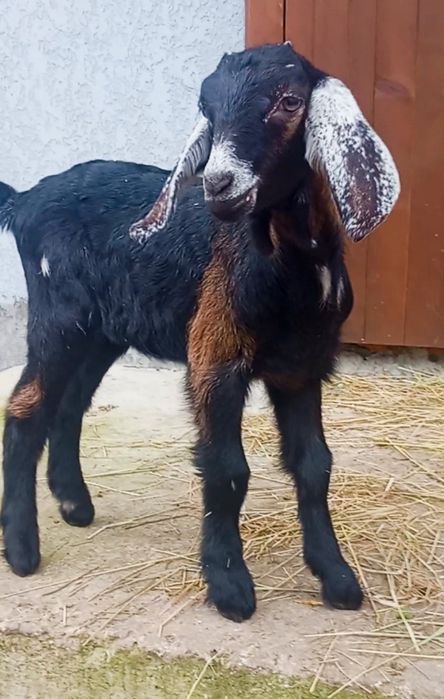 Дуже красива англо-нубійська кізочка.