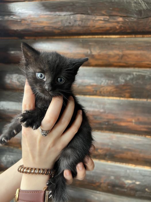 Віддам в дар кошеня