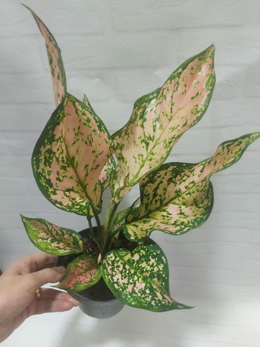 Аглаонема   Pink Dolphin             .