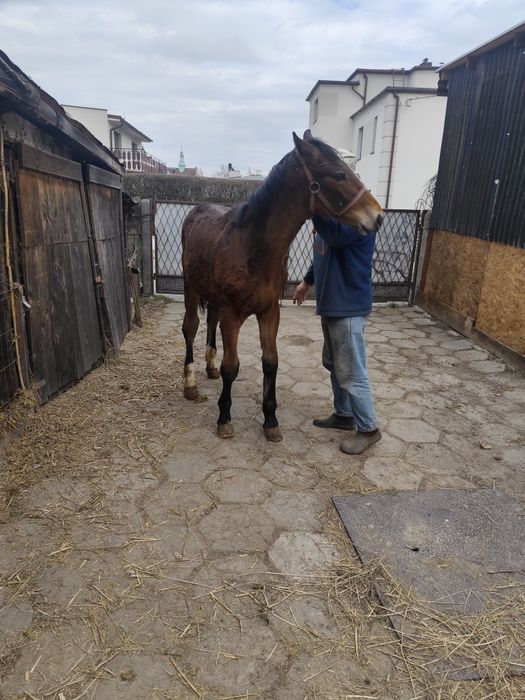 Rezerwacja Ogierek gniady sprzedam