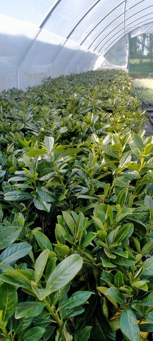 Laurowiśnia Novita Caucasica Genolia Elly 80- 100cm + super jakość