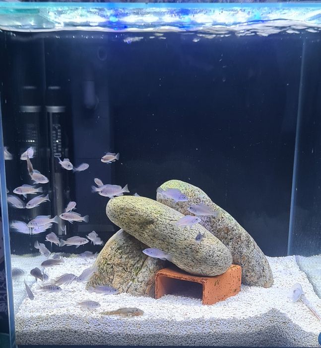 Ciclideos Africanos Malawi