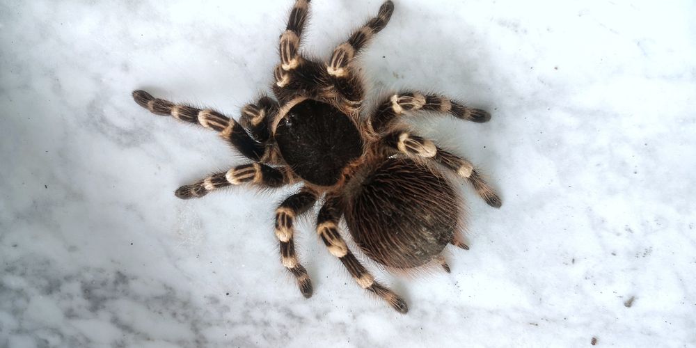 Acanthoscurria geniculata 8 dc SAMICA pająk ptasznik terrarium