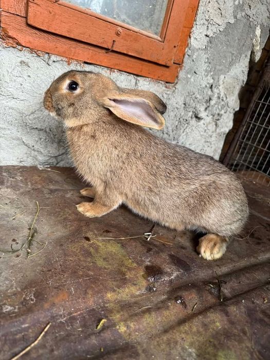 Продам кролів вакцинованих