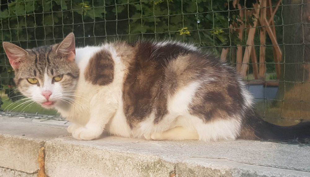 Milunia koteczka do adopcji