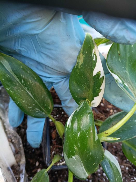 philodendron white wizard-sadzonki mniejsze