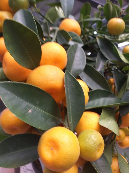 Мандарины, апельсины, лимон гранат, финик