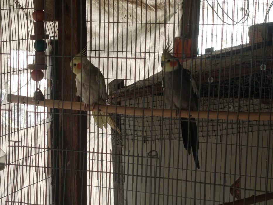 Vendo animais exóticos