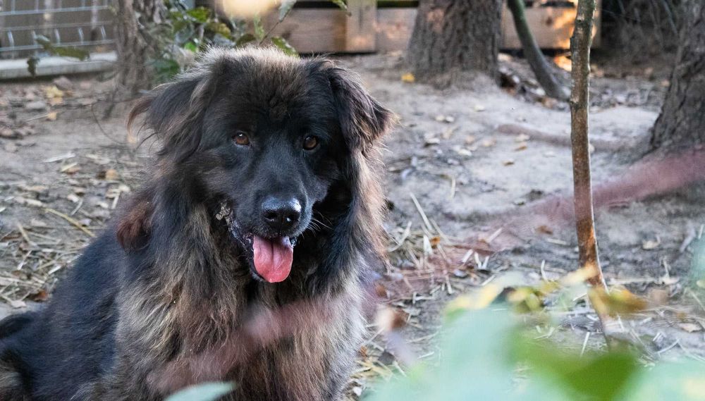 Baks szuka domu, pies