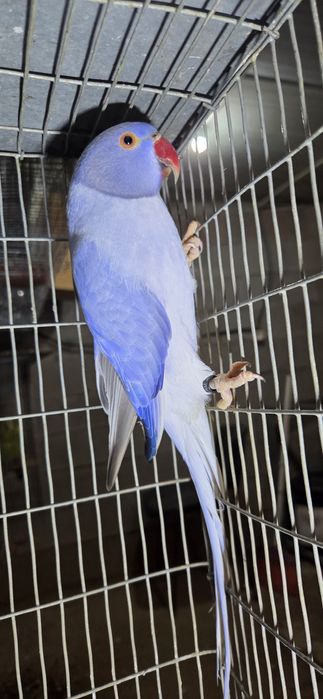 Ring violeta opalina cc