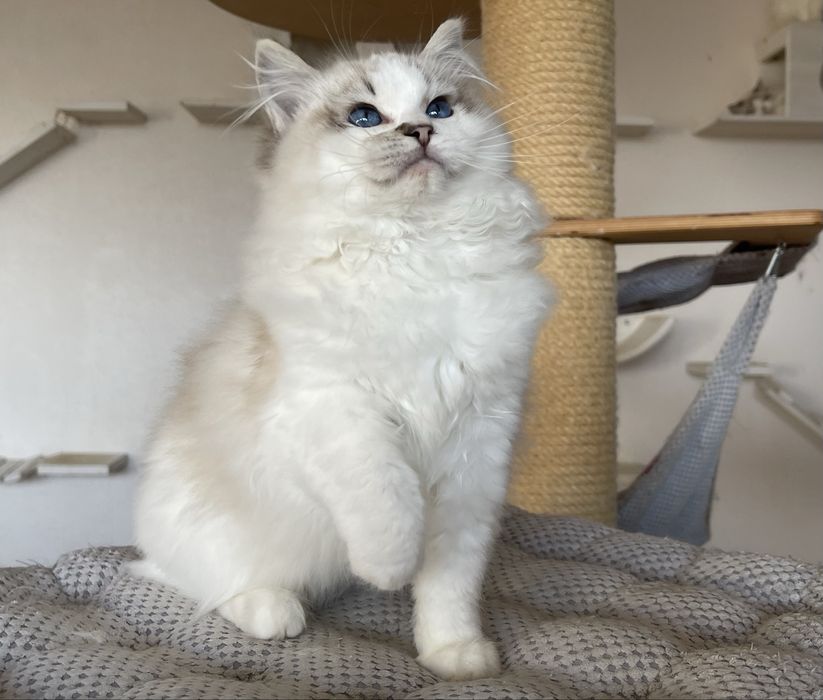 Ragdoll kocurek Zack - seal lynx bicolor, rodowód FPL