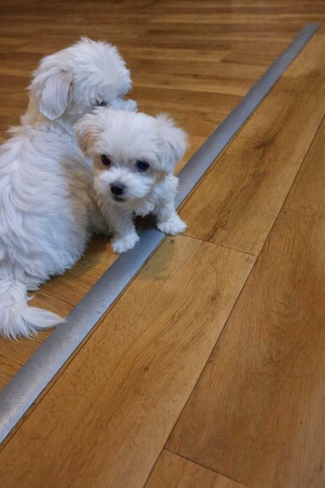 Urocza sunia  . Gotowa do odbioru