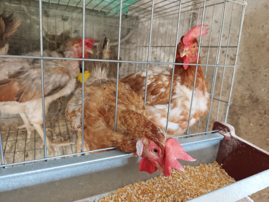 Galinhas ovos azuis