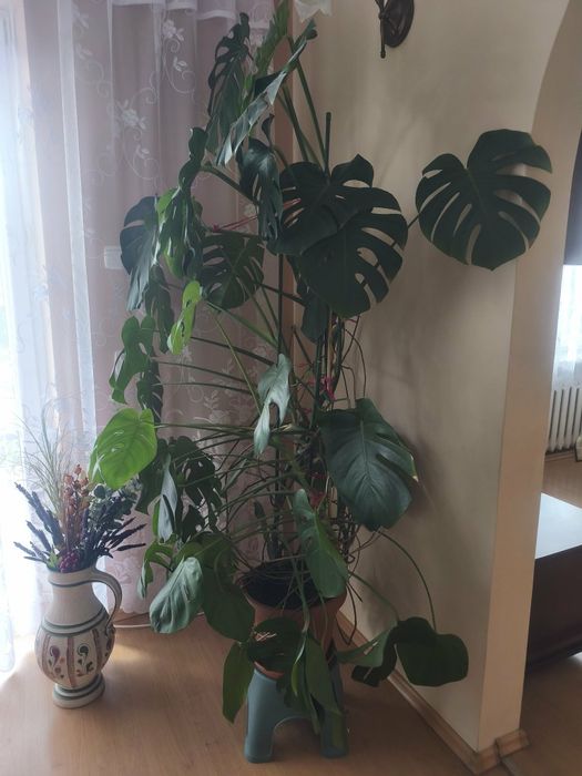 Piękna zdrowa monstera