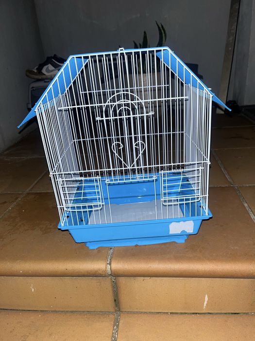 Cedo periquito australiano muito meigo