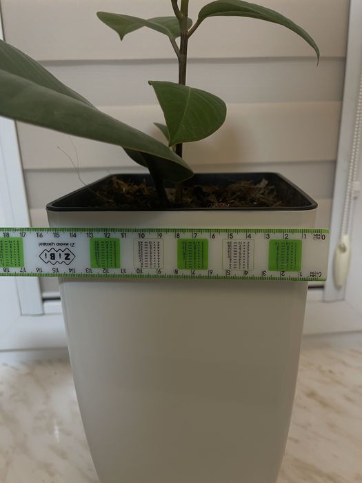 Фікус (фикус) рослина кімнатна