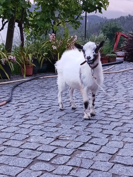 Vendo  chibo anão