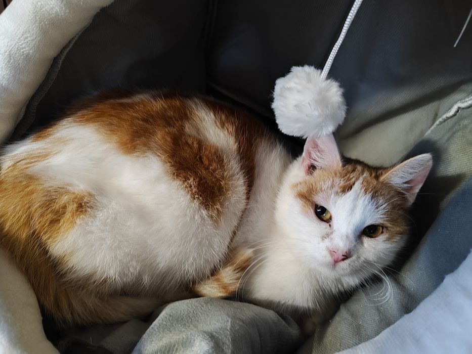 Przekochany kocurek szuka domku