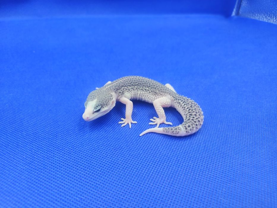 Gekony lamparcie Total Eclipse poss het Tremper