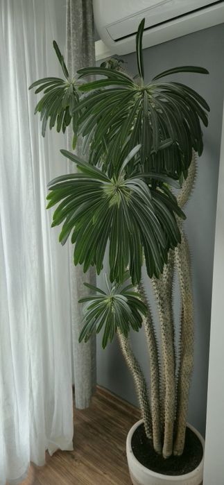 30-letnia Palma Madagaskaru (Pachypodium lamerei)
