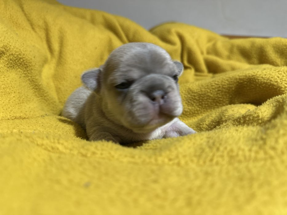 Buldogue Frances Exótico