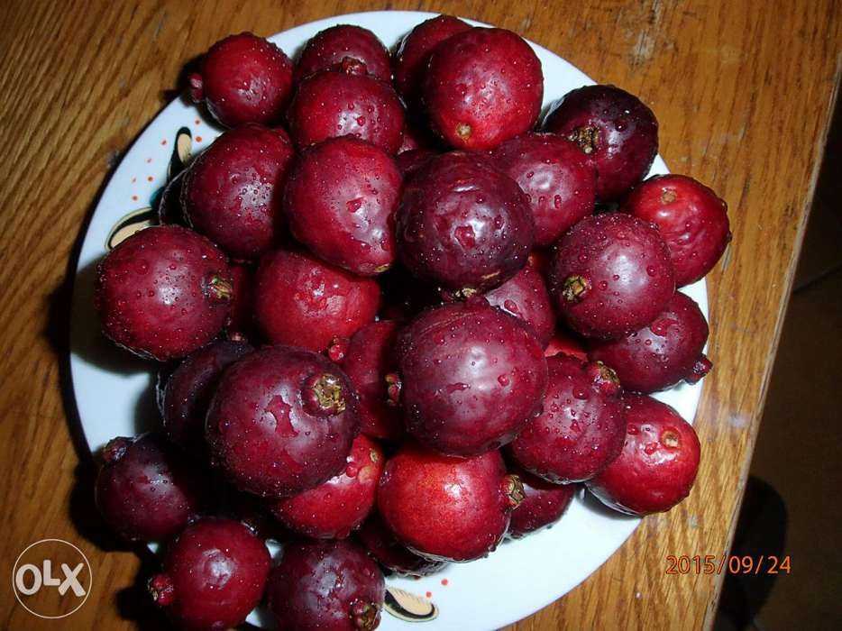 Gujawa truskawkowa-psidium catleyanum - sadzonka 50 cm