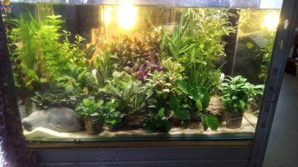 Skalar Red Devil - Tina Zoo Zabrze