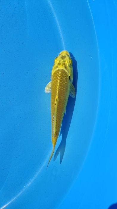 Carpas koi 10 a 18cm