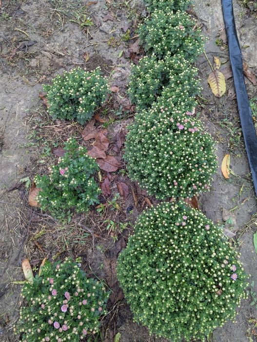 Шаровидні хризантеми