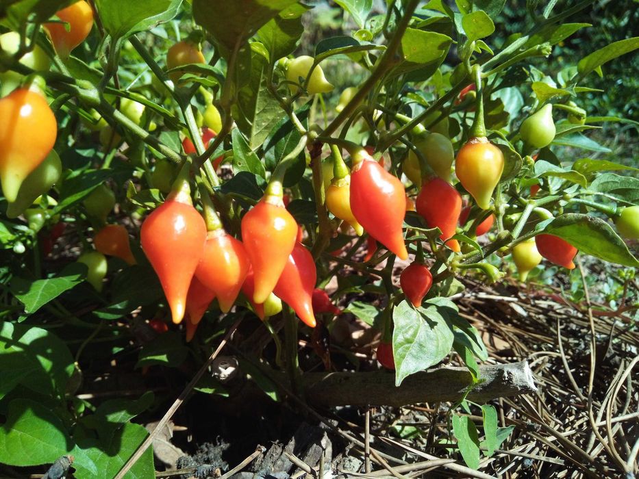 Sementes pimenta biquinho