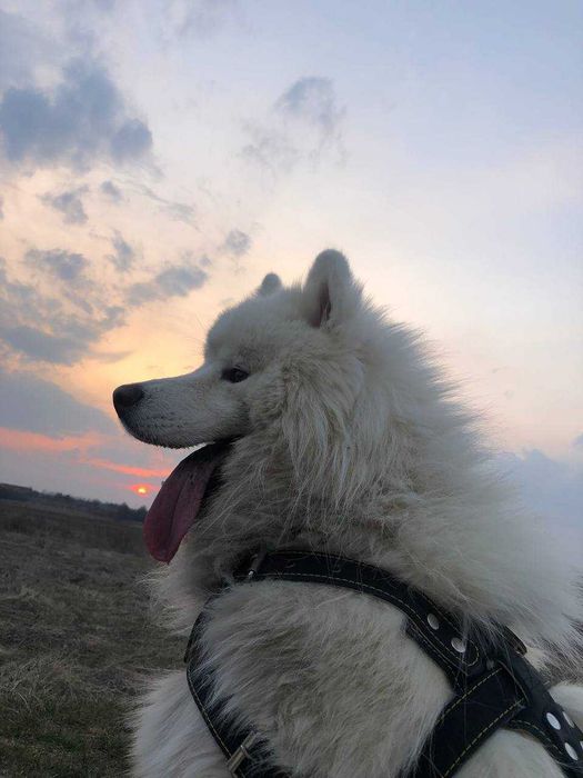 Приглашаем на вязку собаки породы "Самоед " (Самоедская лайка)