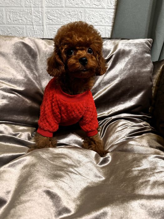 Той пудель хлопчик