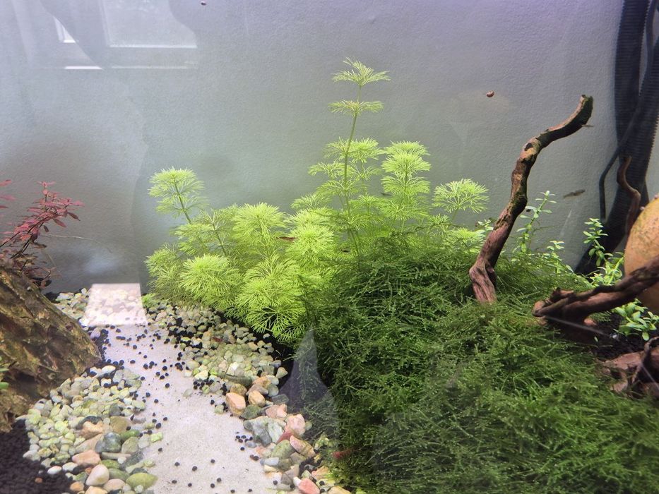 Planta Aquário Limnophila Sessiliflora