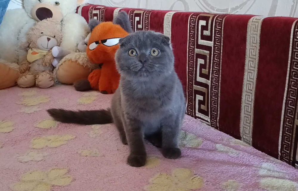 Шикарный шотландский вислоухий котёнок, мальчик,фолд
