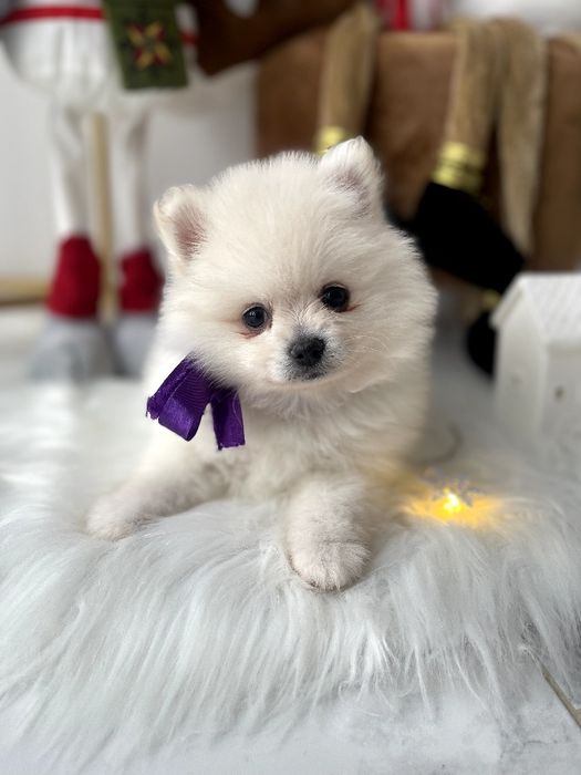 Померанські Шпіци  мила мрія в кожному русі