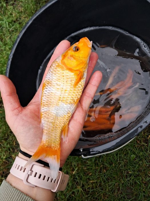 Lin narybek 12-16cm. Karp, amur, Jesiotr
