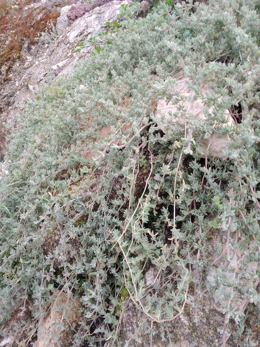 Cobertura planta bago de arroz